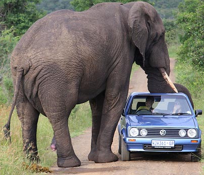 Un éléphant s'attache un peu trop à une voiture